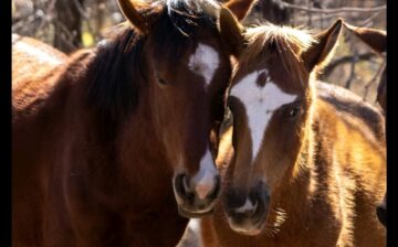 🎂🐴👉Help us celebrate another triumphant Salt River wild horse Birthday!
