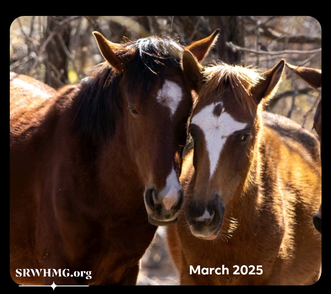 🎂🐴👉Help us celebrate another triumphant Salt River wild horse Birthday!