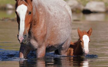 Every LIKE is a voice for the horses.