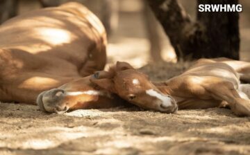 Wild Horse society is amazing!
