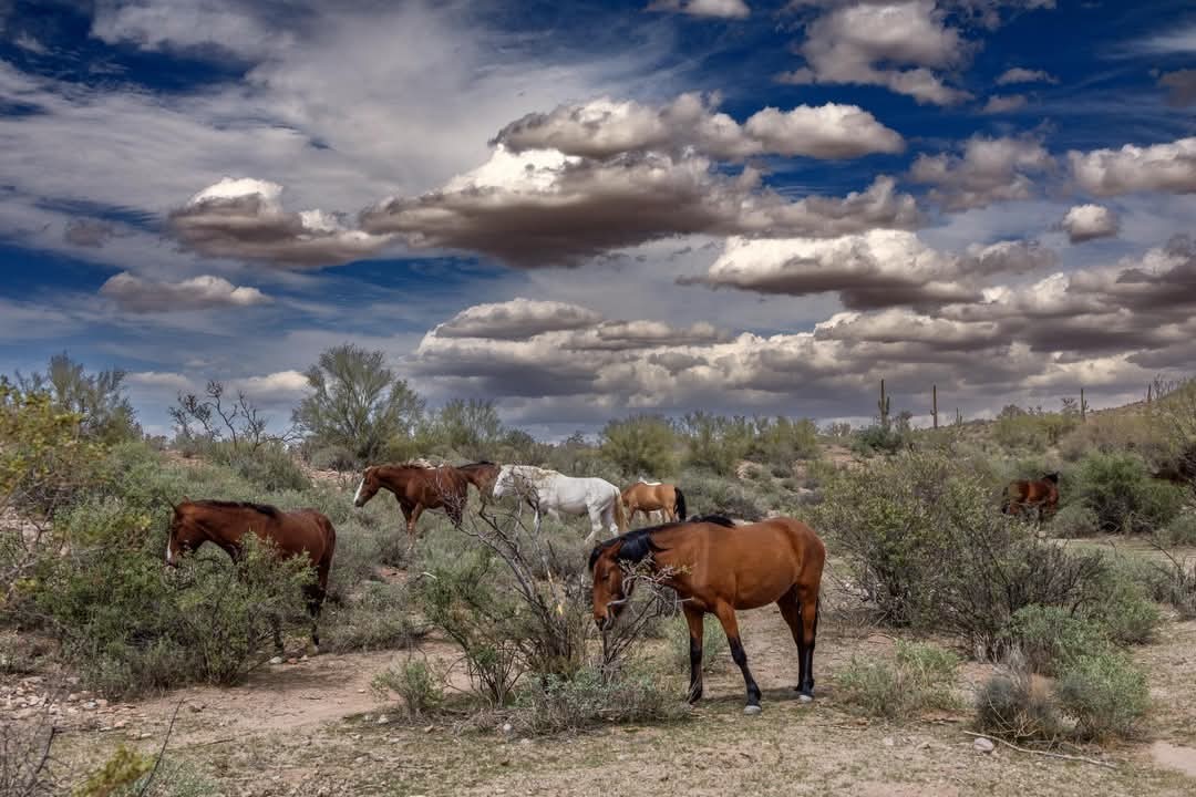There are once again clouds looming over the Salt River wild horses.