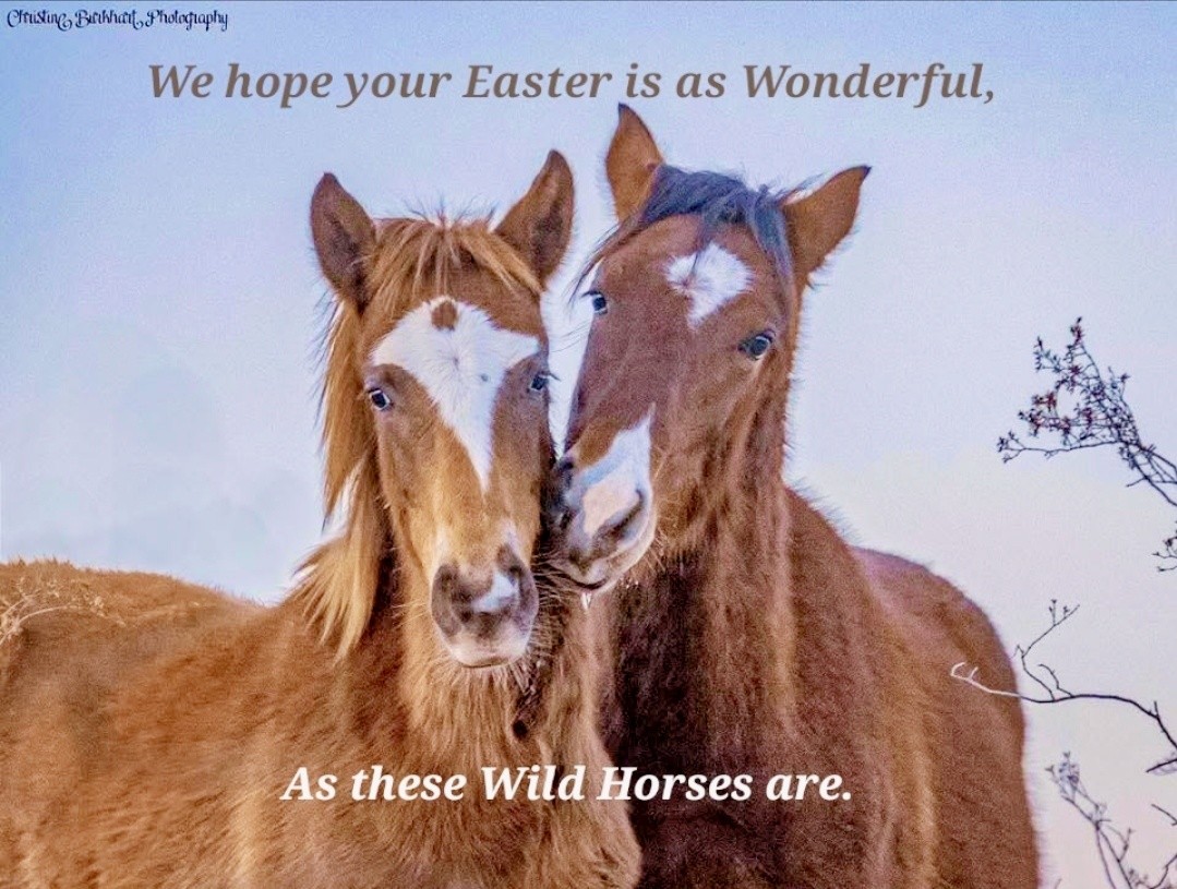 May your Easter be filled with unbridled joy, just like these wild horses thriving in their natural habitat!