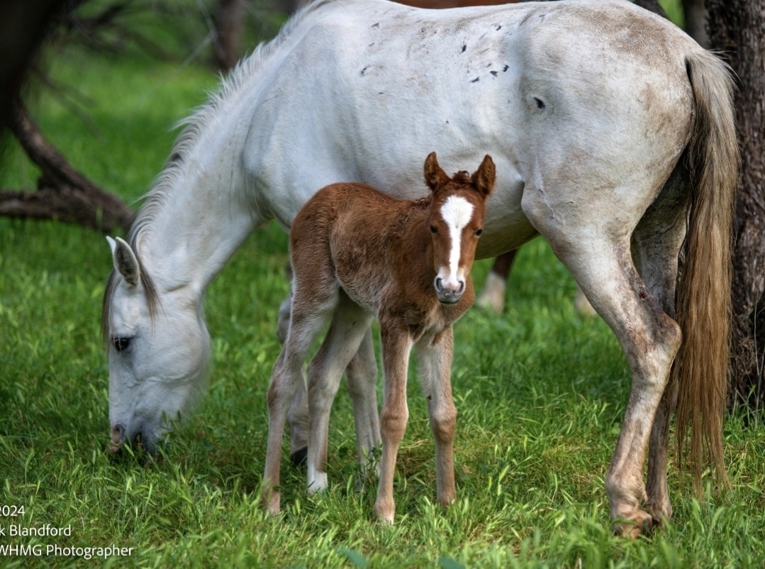 There is no actual real science that justifies the aggressive removal of the Salt River wild horses.