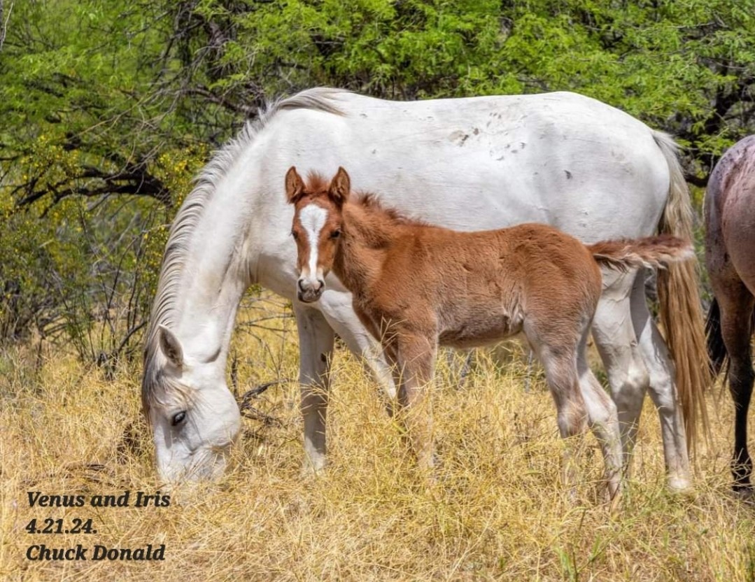 Salt River Horses Venus and Iris 4.21.24 by Chuck Donald