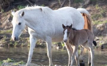 💃HAPPY MOTHERS DAY to all mothers of all species!! 💕