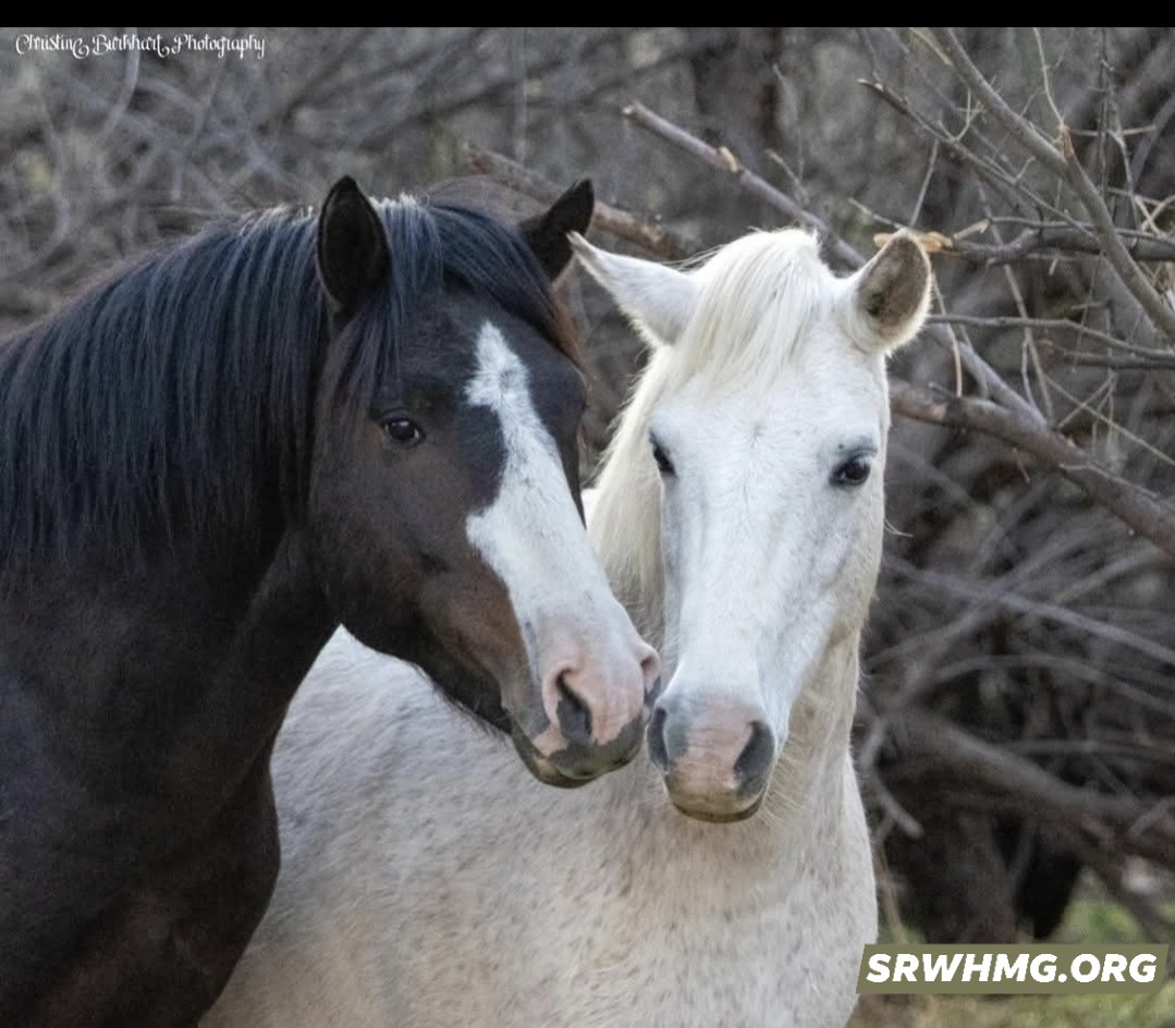 White horse Posey and her child, Coyote as a baby