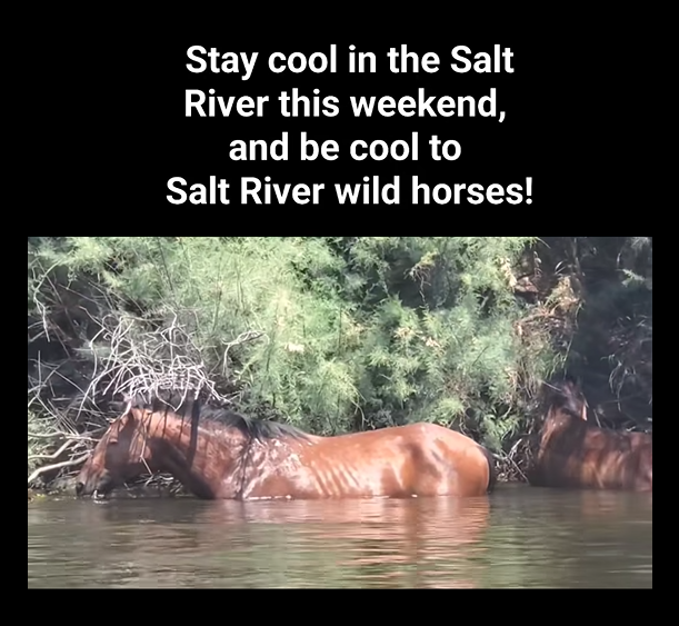 🌞 It’s hot in Arizona — please stay cool, and also be cool to the Salt River Wild Horses! 🐴💦