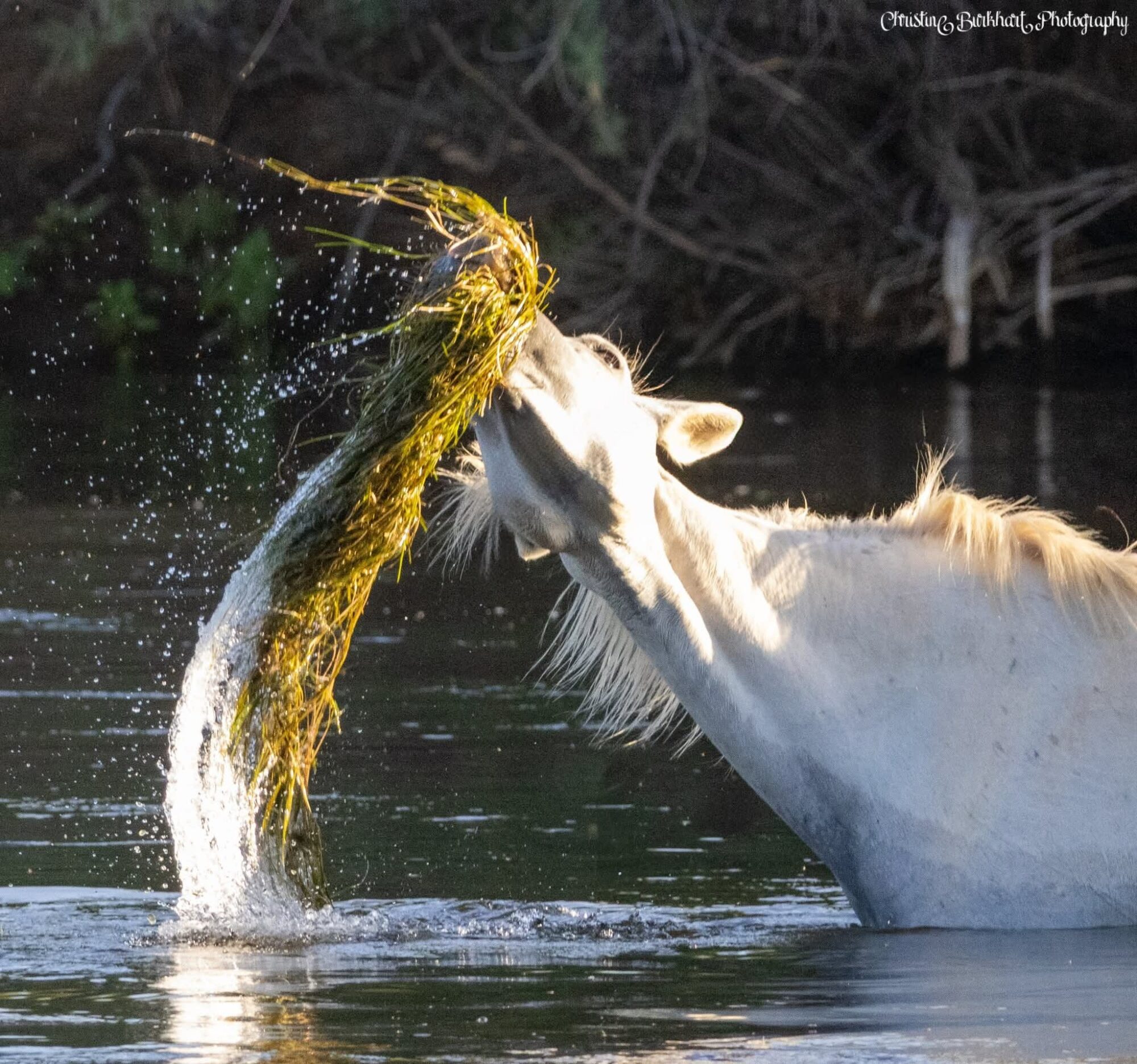 💔 A Salt River Legend Has Passed — Remembering Aquarius 💔