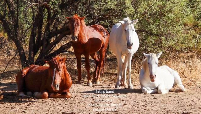 aquarius with jake bud and violet