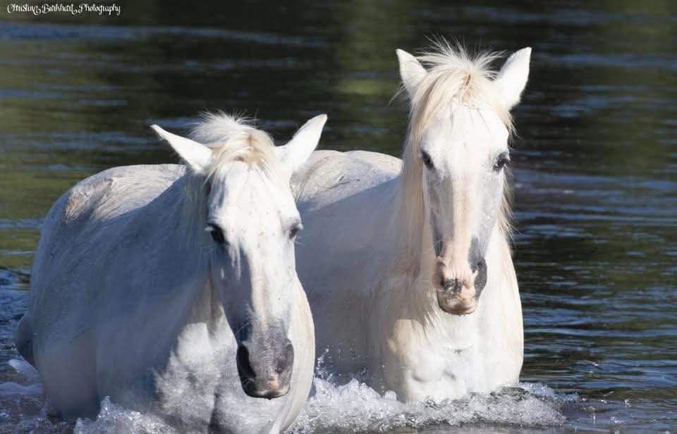 aquarius with a band member violet