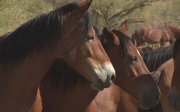 BREAKING: Scottsdale Mayor Considers Sanctuary for Salt River Wild Horses 🐴💚