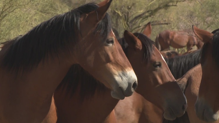 BREAKING: Scottsdale Mayor Considers Sanctuary for Salt River Wild Horses 🐴💚