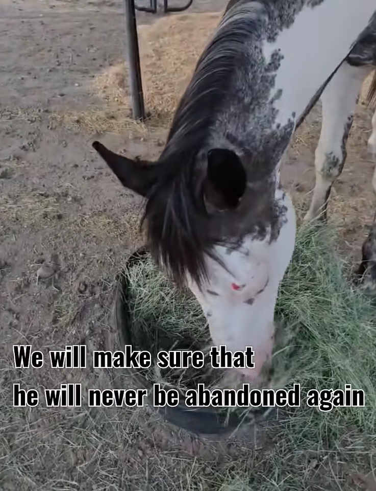 🐴SRWHMG Rescues Emaciated Horse, Found In The Forest, Abandoned!