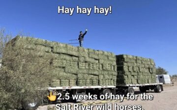 🚨These horses are counting on us!