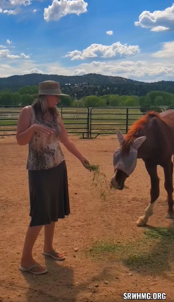 ✨ Wind Has Arrived ✨