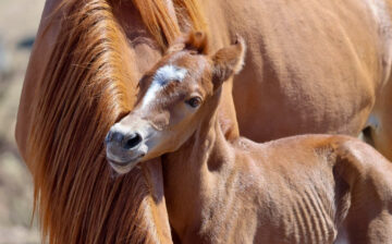 🌧️A Stormy Welcome to Our First 2025 Foal! 🌧️