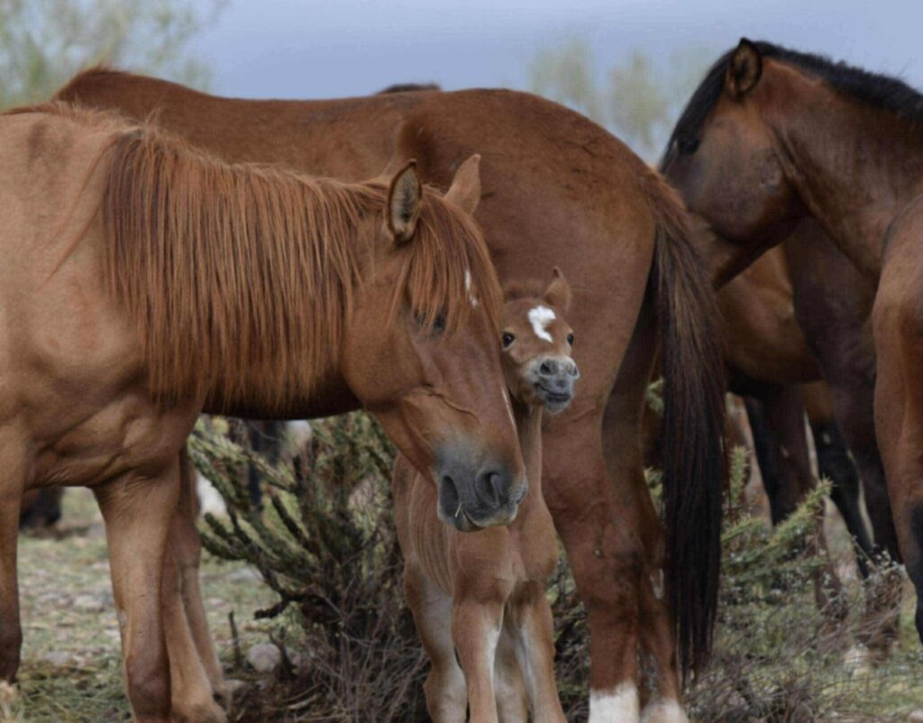 Foal at 5 days old
