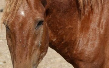 As the River Flows: Until this old warrior, too, is called home.