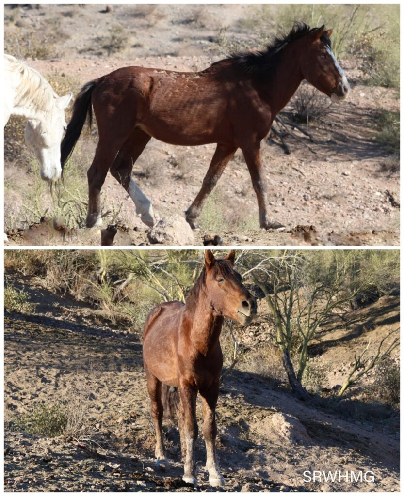 Retired One Knee and Surfer Dude