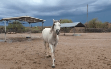 Humane Management: When suffering won’t end on its own, and we are authorized to step in, we will.