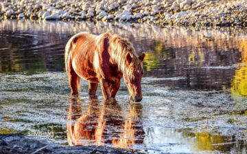 As the River Flows: Robin