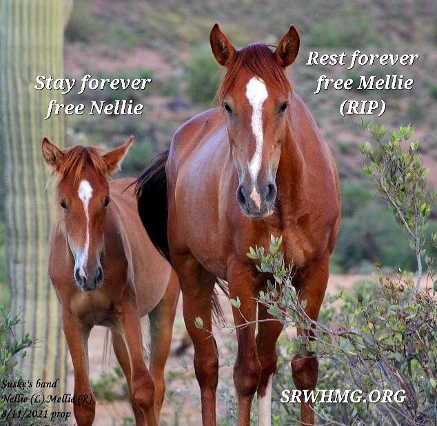 A mother. A legacy. A herd still standing.