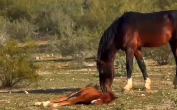 Too Adorable to Handle! Dad Garrett and son Moonfire.