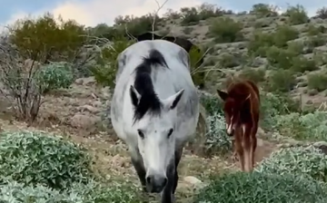 Baby’s First Rain!️ Here they come, Moonshadow and Moonfire!