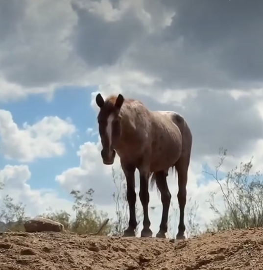 This is for everyone who will miss Red Wind, the oldest Salt River wild horse.