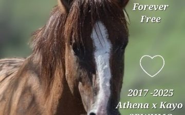 A mysterious Salt River Wild Horse Death.