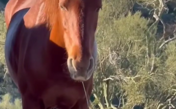 IMPORTANT UPDATE ON DISEASE OUTBREAK, SALT RIVER HERD (NO EHV1)