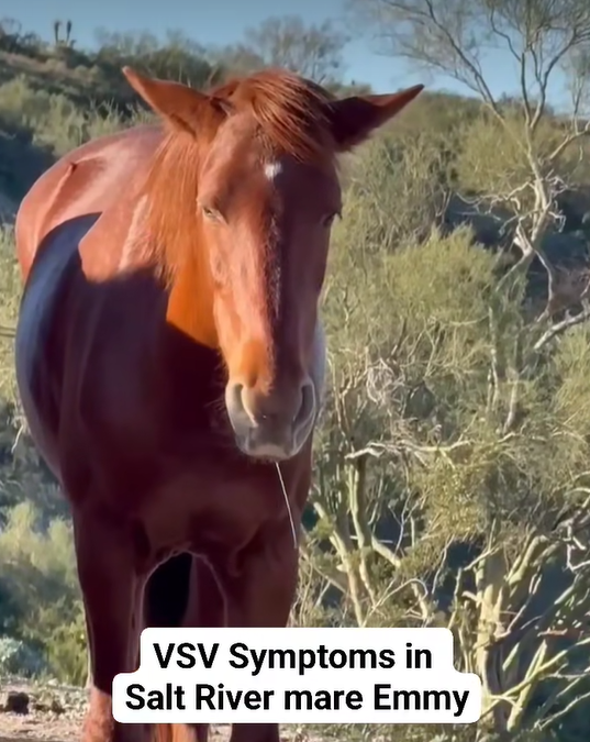 IMPORTANT UPDATE ON DISEASE OUTBREAK, SALT RIVER HERD (NO EHV1)