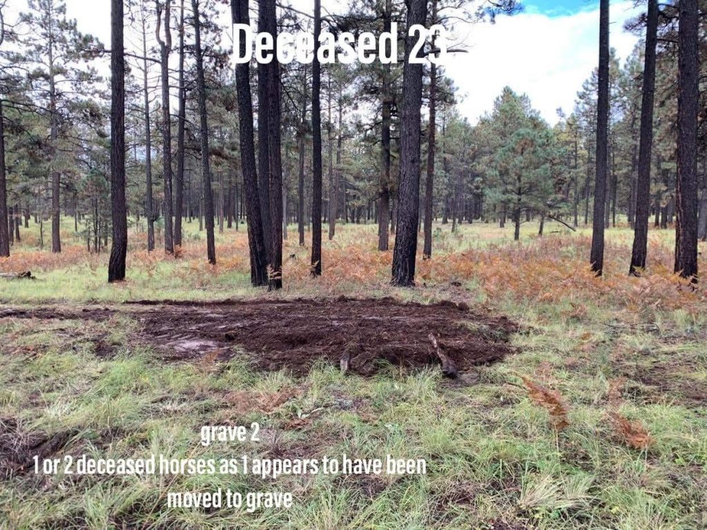 Grave 2: 1 or 2 deceased horses as 1 appears to have been moved to grave