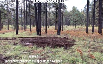 FOR IMMEDIATE RELEASE: Salt River Wild Horse Management Group Calls for Independent Investigation into Repeated Wild Horse Shootings Arizona