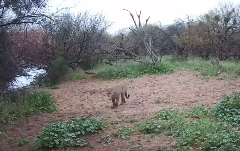 We have a large mountain lion population along the Salt River.