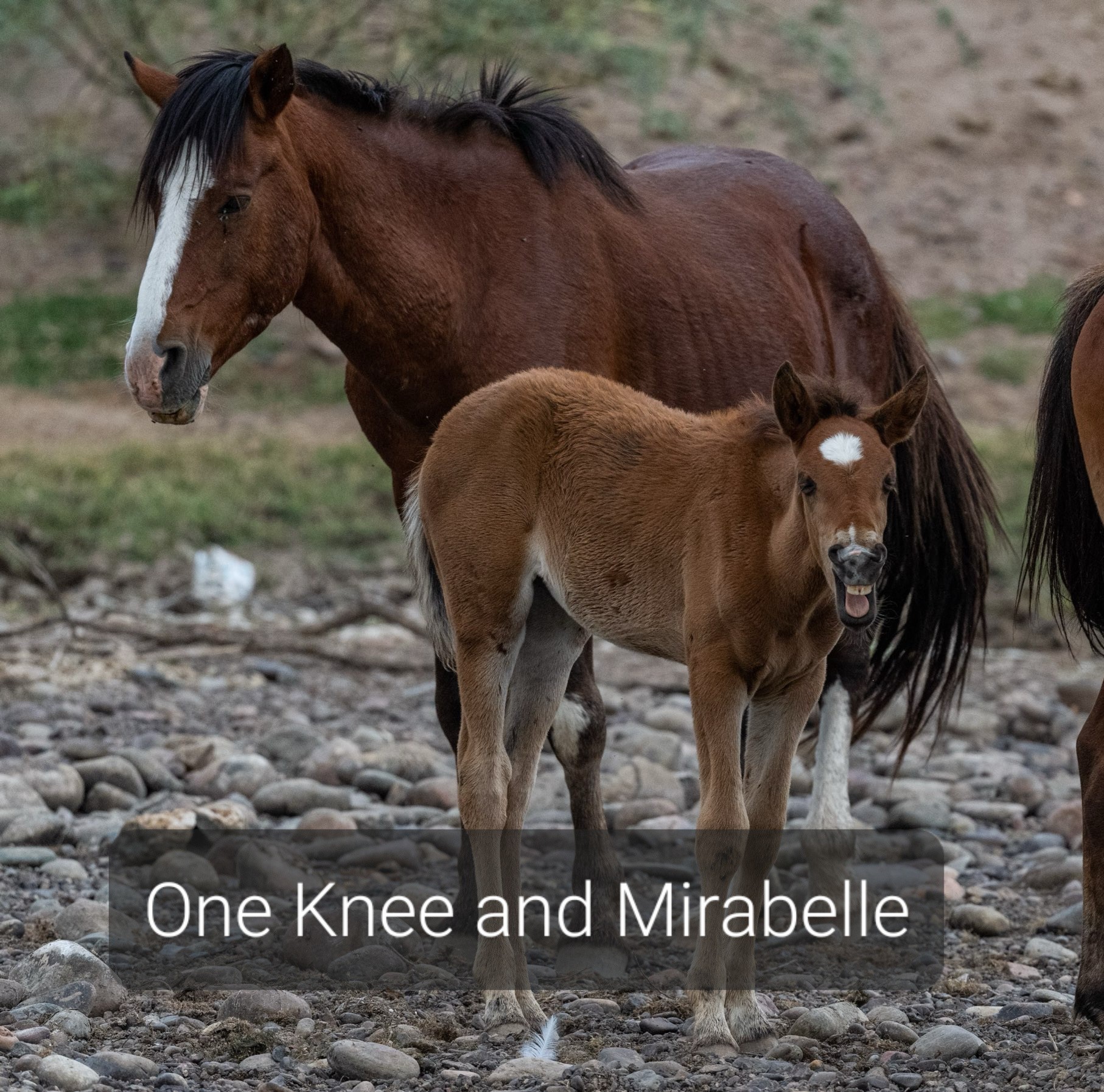 The Wonderful Life, and Dignified Death of One Knee — the Bravest of Wild Stallions.