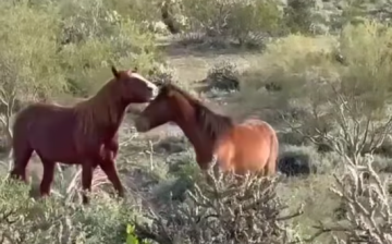 Strider is growing up fast!