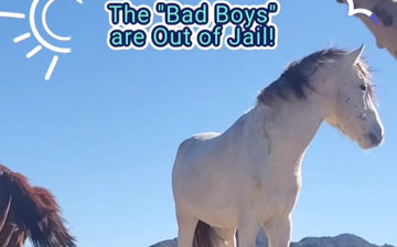 BREAKING NEWS: THE BOYS ARE BACK IN TOWN! ( THE “BAD BOYS” HAVE BEEN RELEASED! )