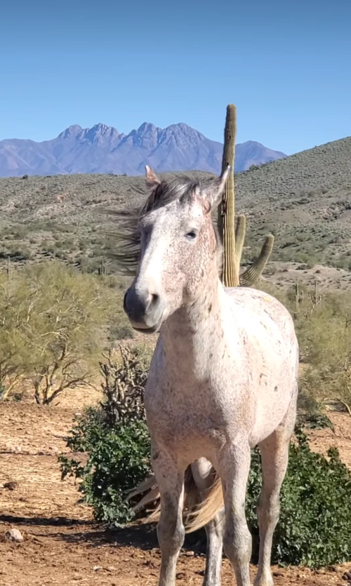 One magnificent specimen of Salt River wild horse: Zircon