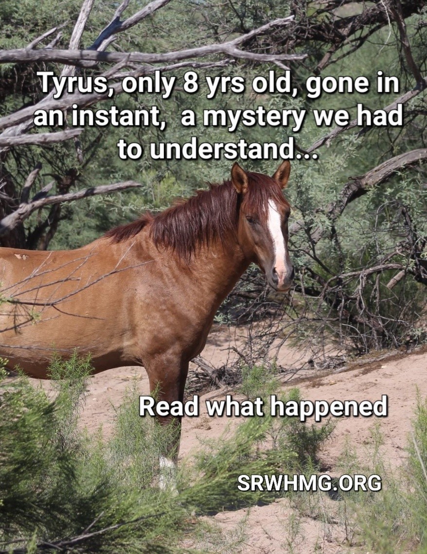 ⚠️How a Salt River Wild Horse Suddenly Dropped Dead