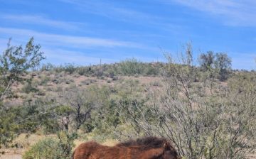 Moonfire survived his first 104° day!