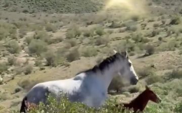 FINALLY, the FULL story of how Moonfire was reunited and saved!