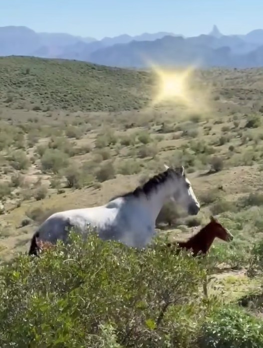 FINALLY, the FULL story of how Moonfire was reunited and saved!