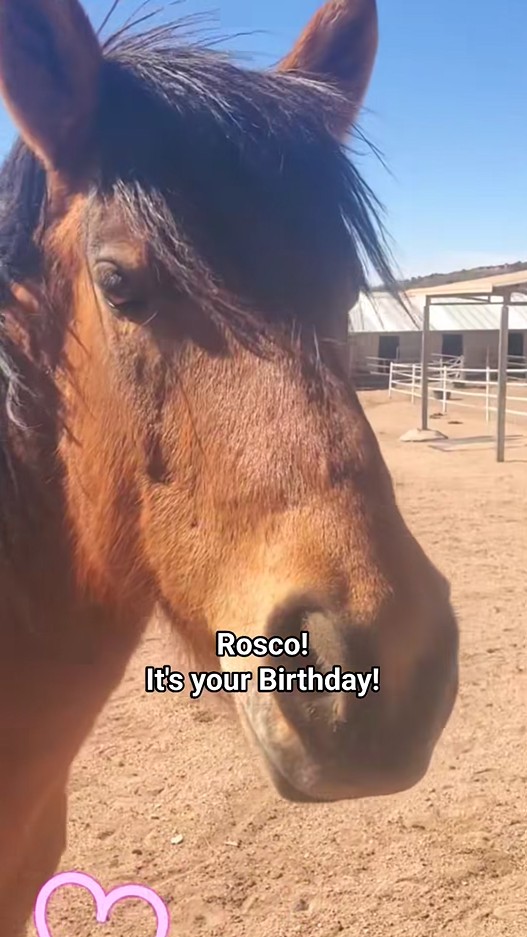 Happy 10th Birthday, Rosco