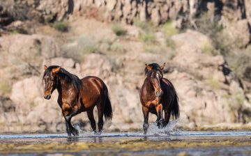 Photo Feature: Stewart and Nirvana by Scott at PhotoAdvocacy