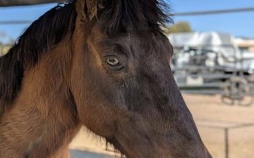 Teddy Bear was left behind once… but he will never be forgotten again. ❤️