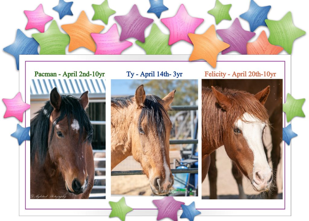 2025 April rescue birthdays - Pacman, Ty, and Felicity