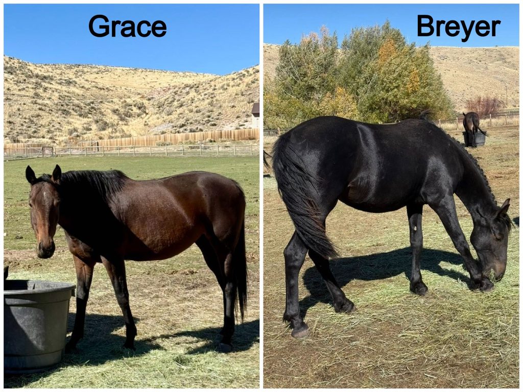 grace and breyer