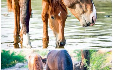 As the River Flows: Garrett