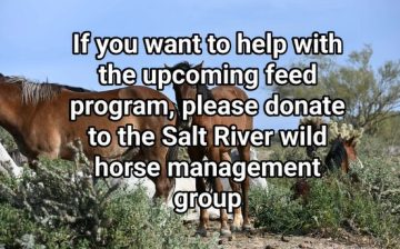 Please do not try to feed the wild horses!
